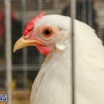 Poultry Show Bermuda, February 20 2016 (51)