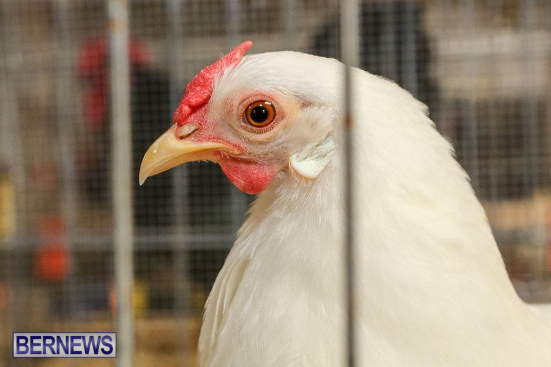 Poultry-Show-Bermuda-February-20-2016-51