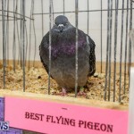 Poultry Show Bermuda, February 20 2016 (56)