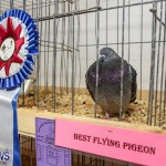 Poultry Show Bermuda, February 20 2016 (57)