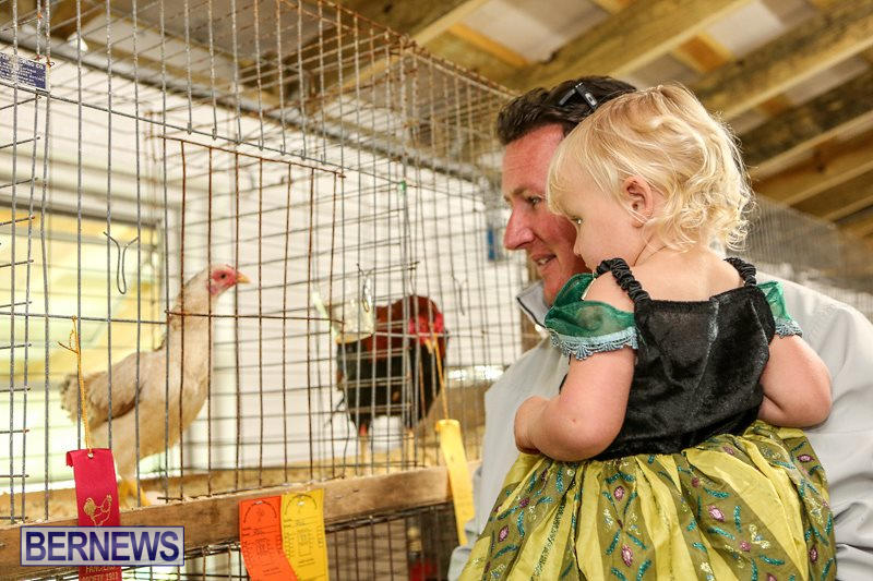 Poultry-Show-Bermuda-February-20-2016-6