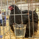 Poultry Show Bermuda, February 20 2016 (62)