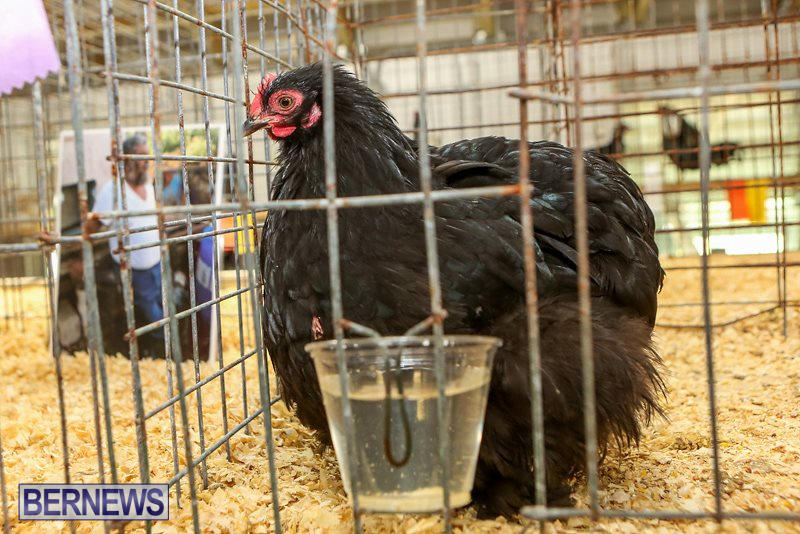 Poultry-Show-Bermuda-February-20-2016-62