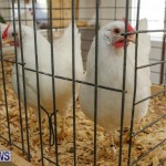 Poultry Show Bermuda, February 20 2016 (66)