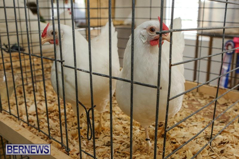 Poultry-Show-Bermuda-February-20-2016-66