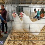 Poultry Show Bermuda, February 20 2016 (67)