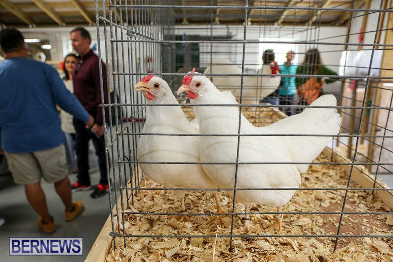 Poultry-Show-Bermuda-February-20-2016-67