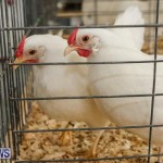Poultry Show Bermuda, February 20 2016 (68)