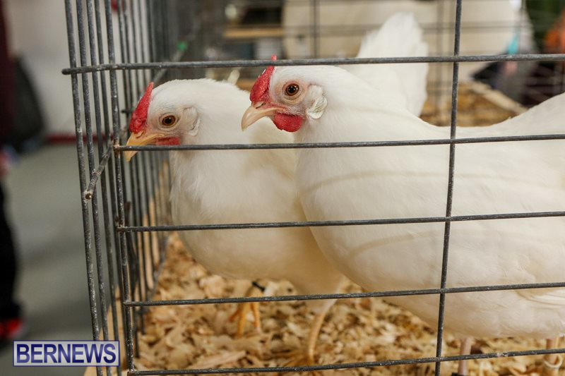 Poultry-Show-Bermuda-February-20-2016-68