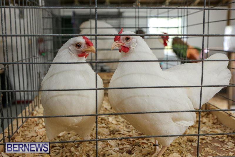 Poultry-Show-Bermuda-February-20-2016-69