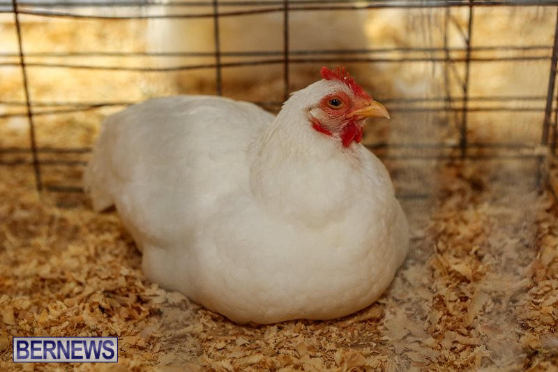 Poultry-Show-Bermuda-February-20-2016-7