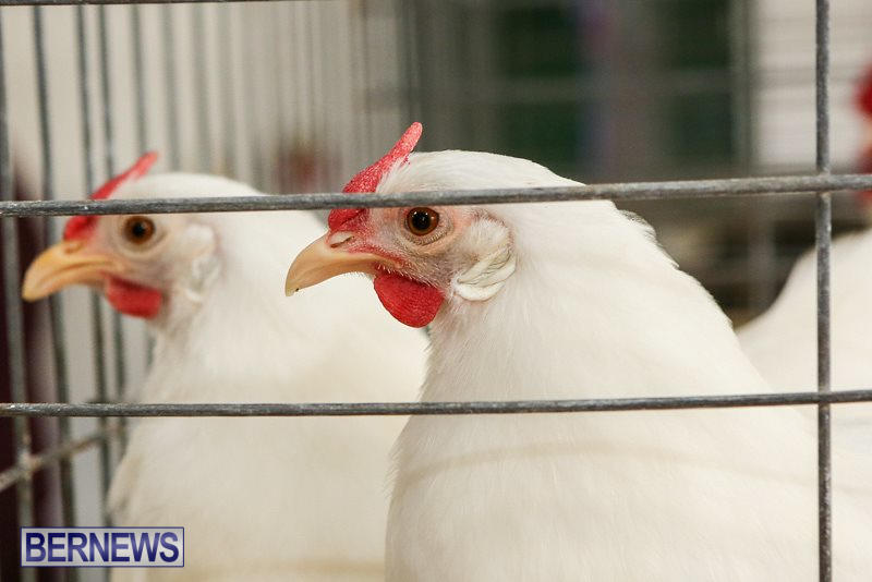 Poultry-Show-Bermuda-February-20-2016-70