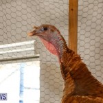 Poultry Show Bermuda, February 20 2016 (71)