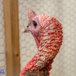 Poultry Show Bermuda, February 20 2016 (72)