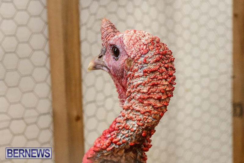 Poultry-Show-Bermuda-February-20-2016-72