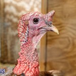 Poultry Show Bermuda, February 20 2016 (73)
