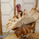 Poultry Show Bermuda, February 20 2016 (77)