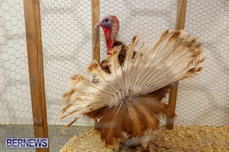 Poultry-Show-Bermuda-February-20-2016-77