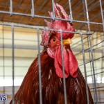 Poultry Show Bermuda, February 20 2016 (78)
