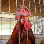 Poultry Show Bermuda, February 20 2016 (79)