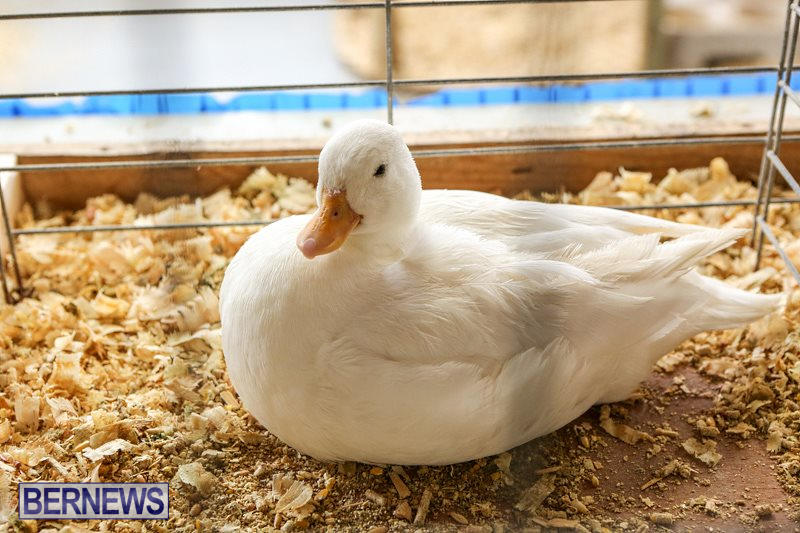 Poultry-Show-Bermuda-February-20-2016-8
