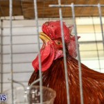 Poultry Show Bermuda, February 20 2016 (80)