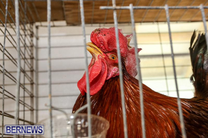 Poultry-Show-Bermuda-February-20-2016-80