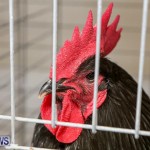 Poultry Show Bermuda, February 20 2016 (81)