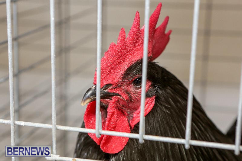 Poultry-Show-Bermuda-February-20-2016-81