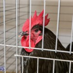 Poultry Show Bermuda, February 20 2016 (82)