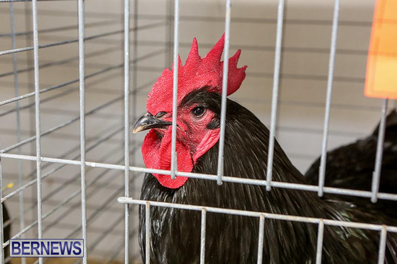 Poultry-Show-Bermuda-February-20-2016-82