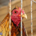 Poultry Show Bermuda, February 20 2016 (83)