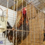 Poultry Show Bermuda, February 20 2016 (84)