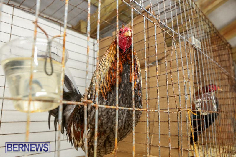 Poultry-Show-Bermuda-February-20-2016-84
