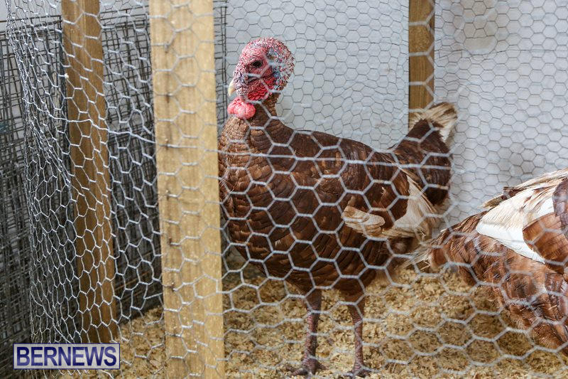 Poultry-Show-Bermuda-February-20-2016-9