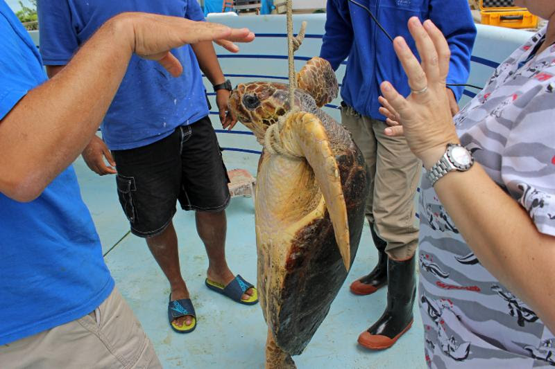 Daisy, the loggerhead turtle Bermuda April 11 2016 (5)