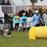 Dog Agility at 2016 ag show bermuda (15)