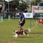 Dog Agility at 2016 ag show bermuda (6)