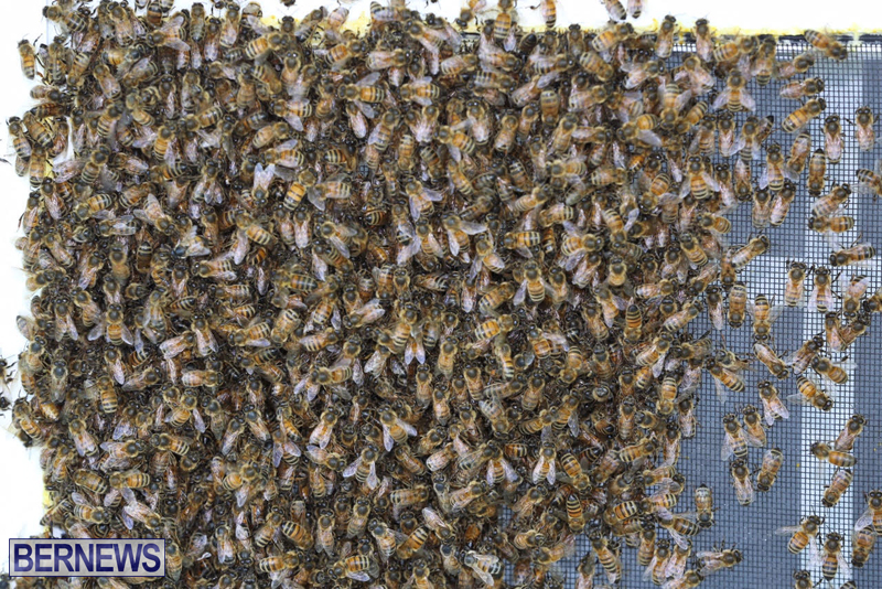 bees bermuda generic 32414 (5)