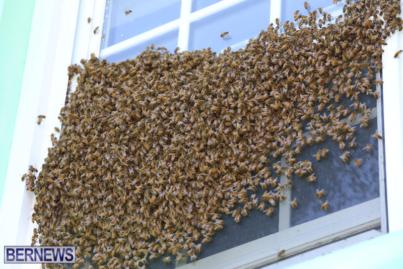 bees bermuda generic 32414 (7)