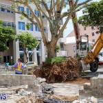Tree Moving At City Hall Parking Lot Bermuda, June 11 2016-10