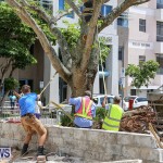 Tree Moving At City Hall Parking Lot Bermuda, June 11 2016-11