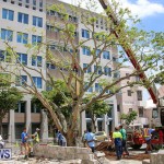 Tree Moving At City Hall Parking Lot Bermuda, June 11 2016-12