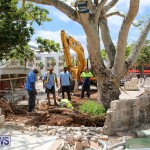 Tree Moving At City Hall Parking Lot Bermuda, June 11 2016-14