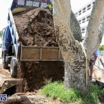 Tree Moving At City Hall Parking Lot Bermuda, June 11 2016-17