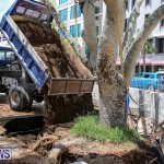 Tree Moving At City Hall Parking Lot Bermuda, June 11 2016-18