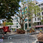 Tree Moving At City Hall Parking Lot Bermuda, June 11 2016-2