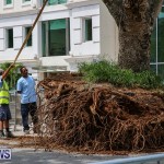 Tree Moving At City Hall Parking Lot Bermuda, June 11 2016-3