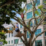 Tree Moving At City Hall Parking Lot Bermuda, June 11 2016-4