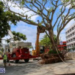 Tree Moving At City Hall Parking Lot Bermuda, June 11 2016-5